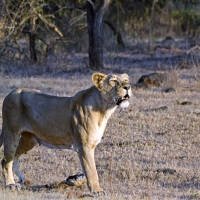 Last refuge for the Asiatic lion - Little Rann and Sasan Gir - Snippet 2